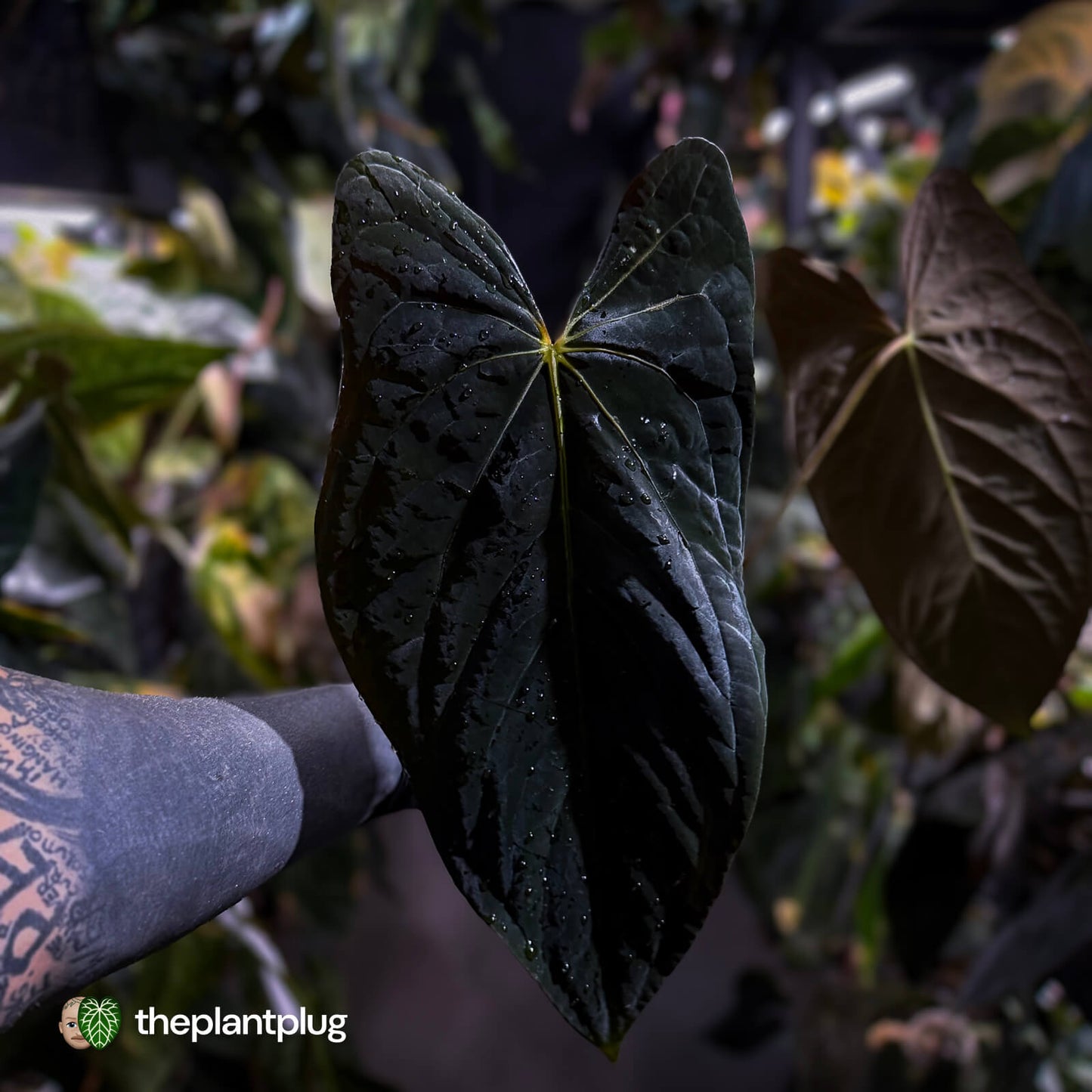 Anthurium papillilaminum x dressleri (?) • XL plant