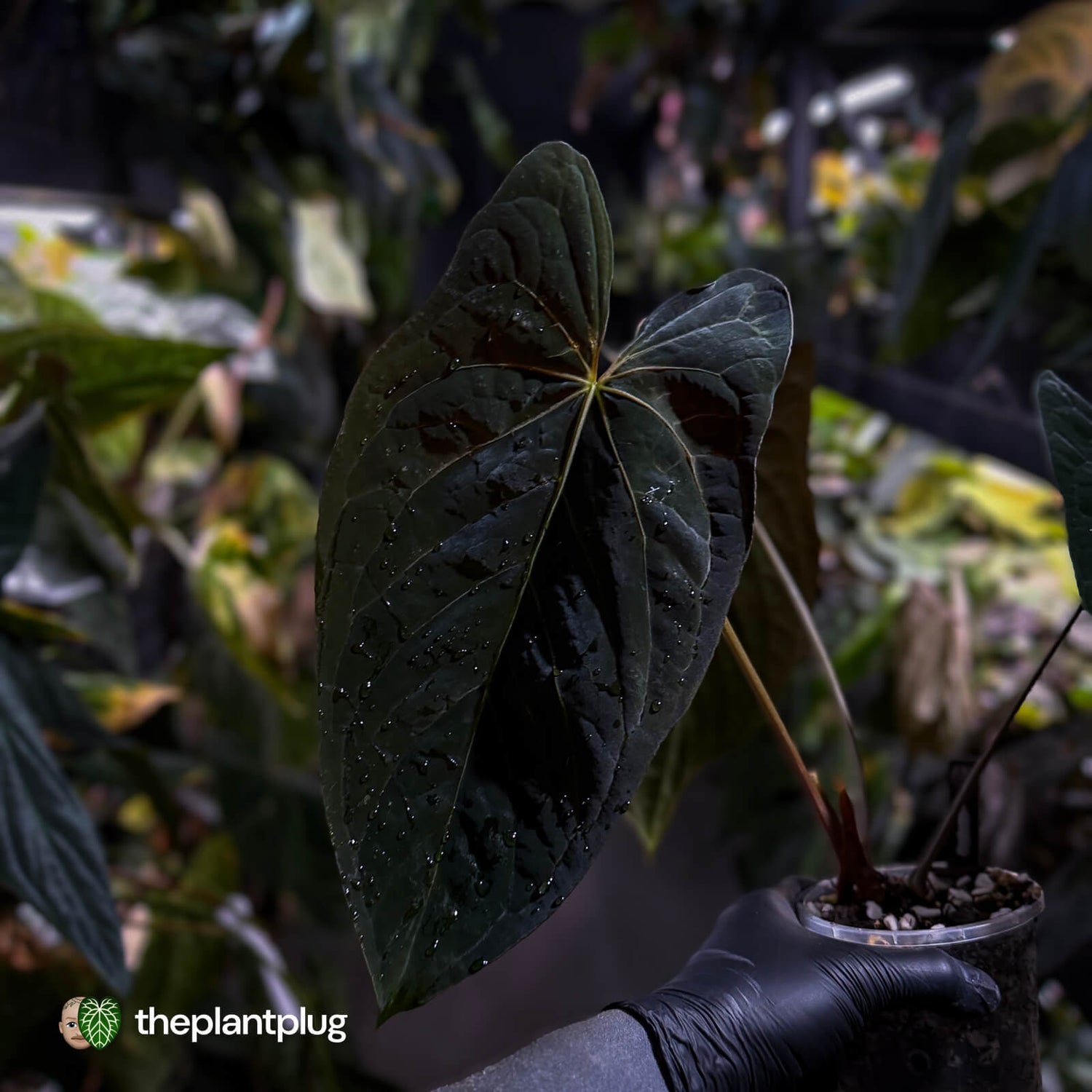 Anthurium papillilaminum x dressleri (?) • XL plant