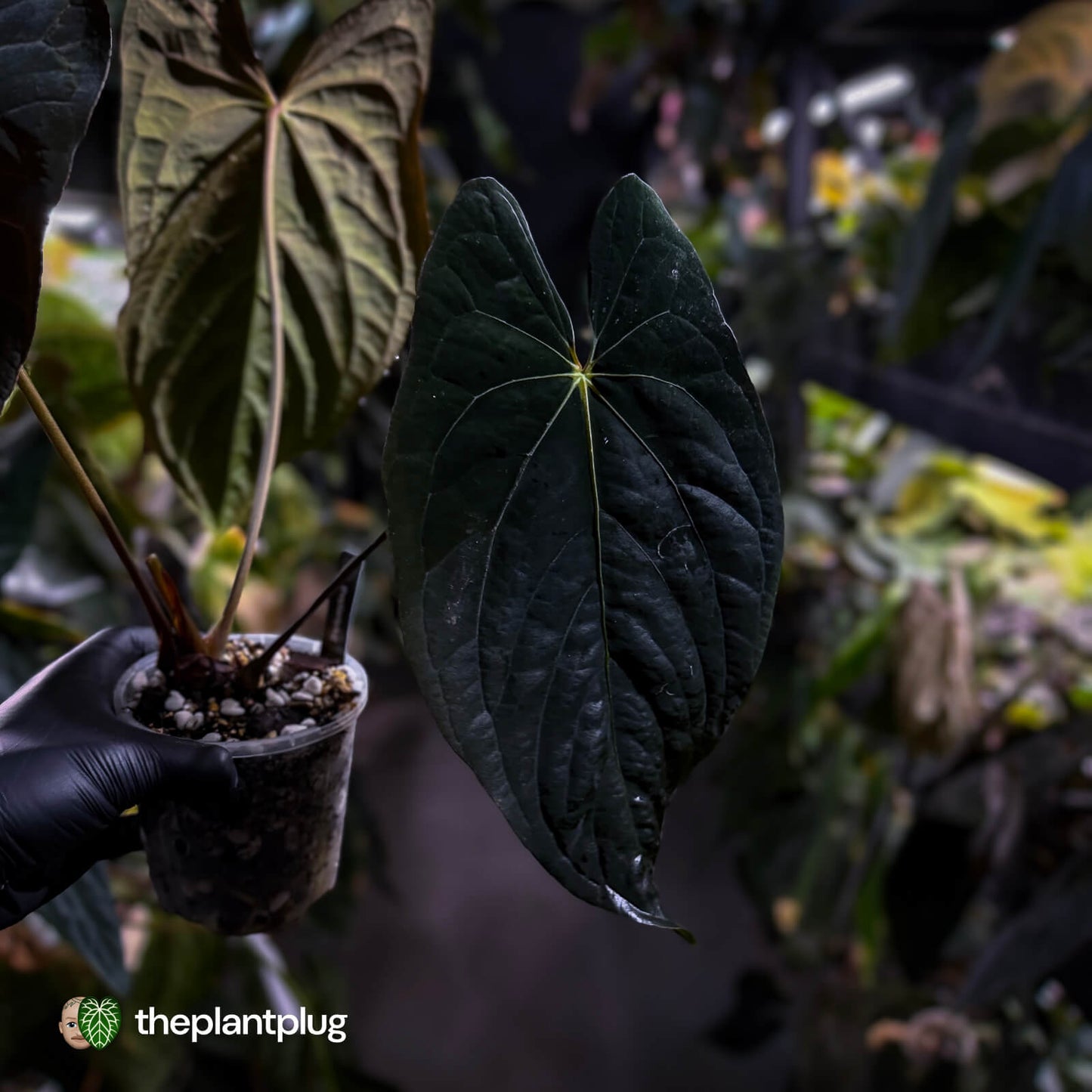 Anthurium papillilaminum x dressleri (?) • XL plant