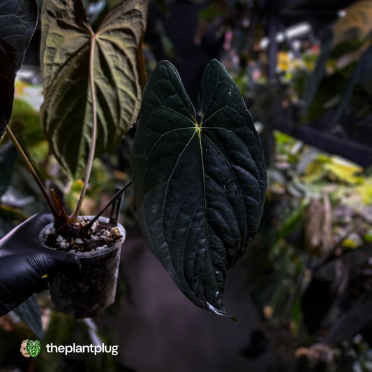 Anthurium papillilaminum x dressleri (?) • XL plant