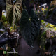 Anthurium papillilaminum x dressleri (?) • XL plant