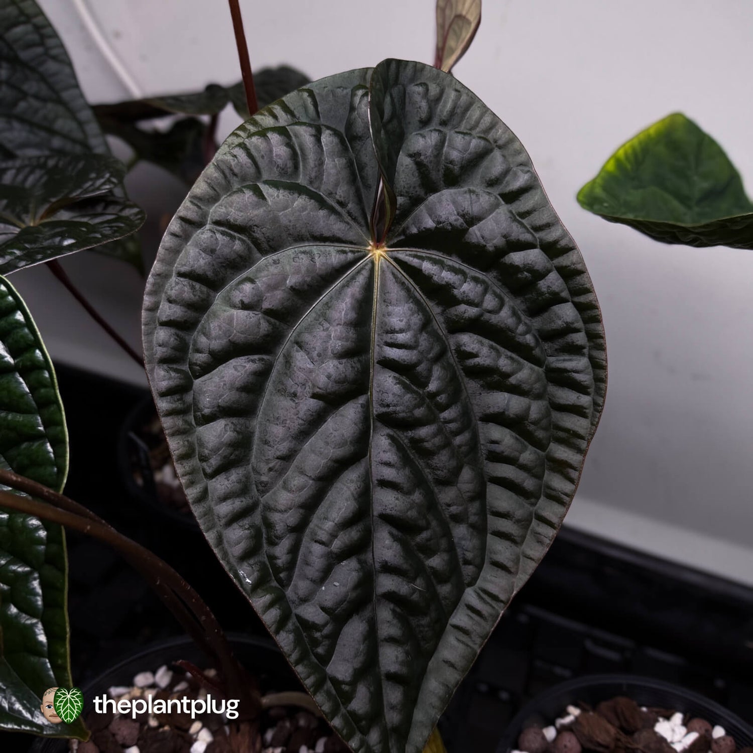 Anthurium 'Magma' • select clone