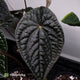 Anthurium 'Magma' • select clone