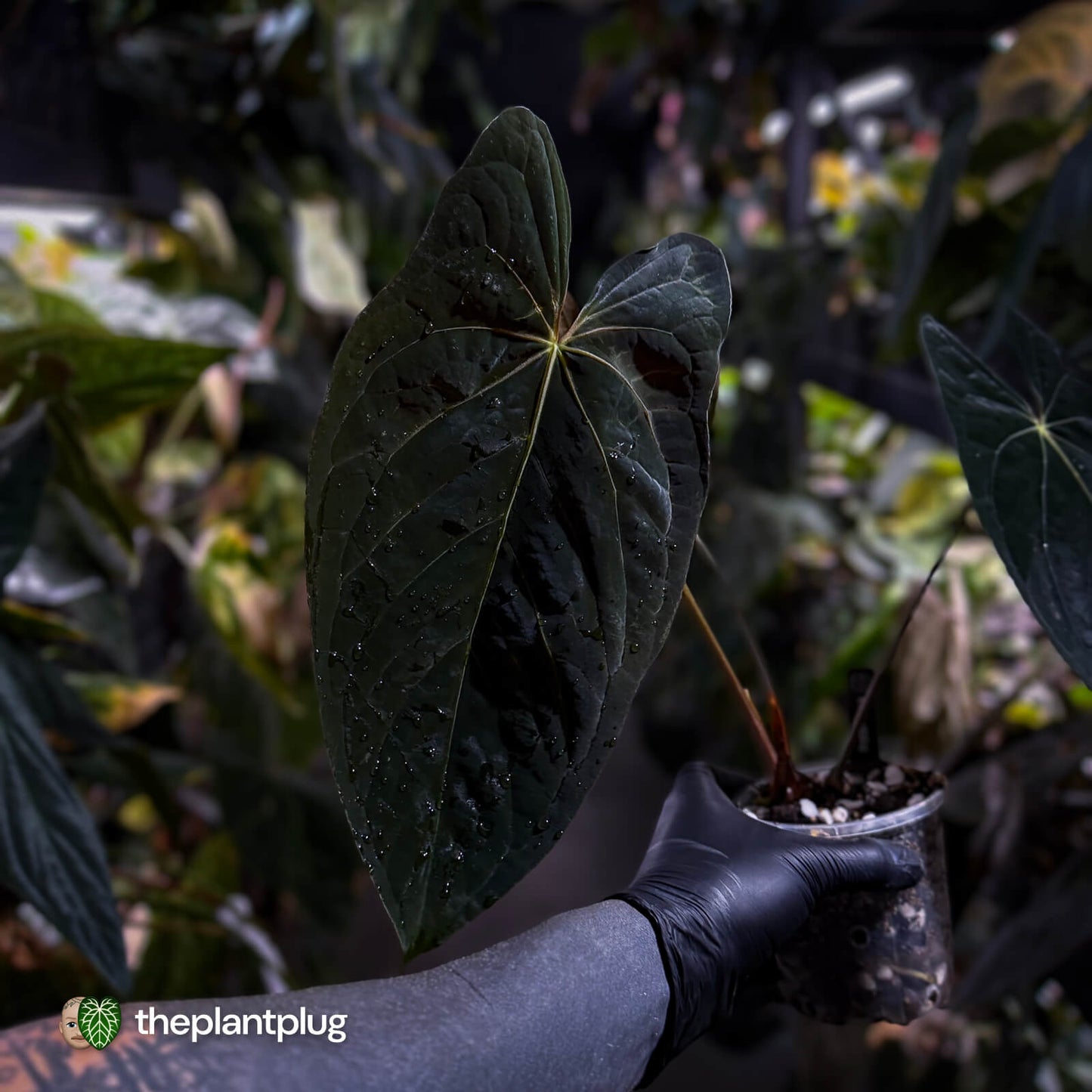 Anthurium papillilaminum x dressleri (?) • XL plant