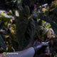 Anthurium papillilaminum x dressleri (?) • XL plant
