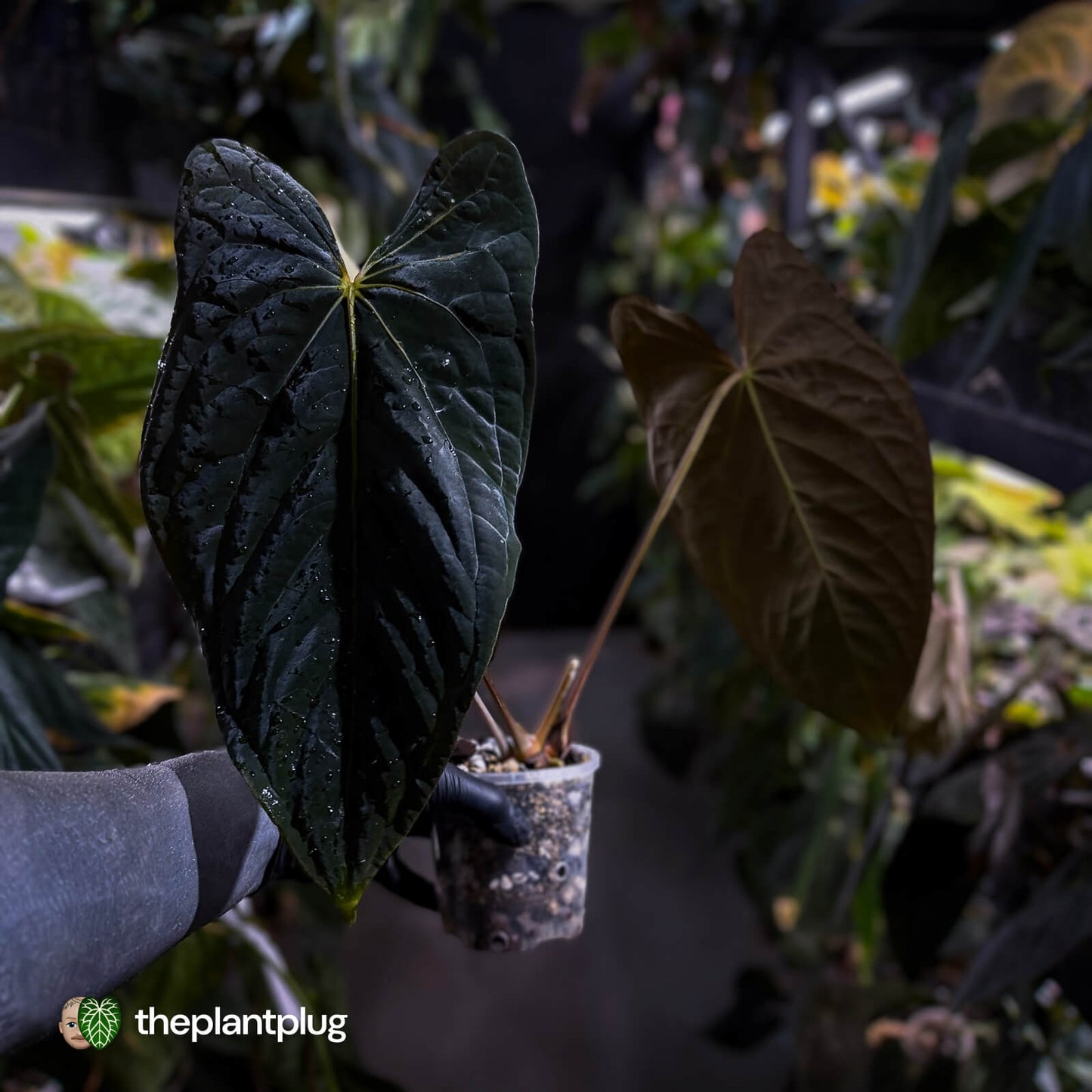 Anthurium papillilaminum x dressleri (?) • XL plant