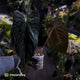 Anthurium papillilaminum x dressleri (?) • XL plant