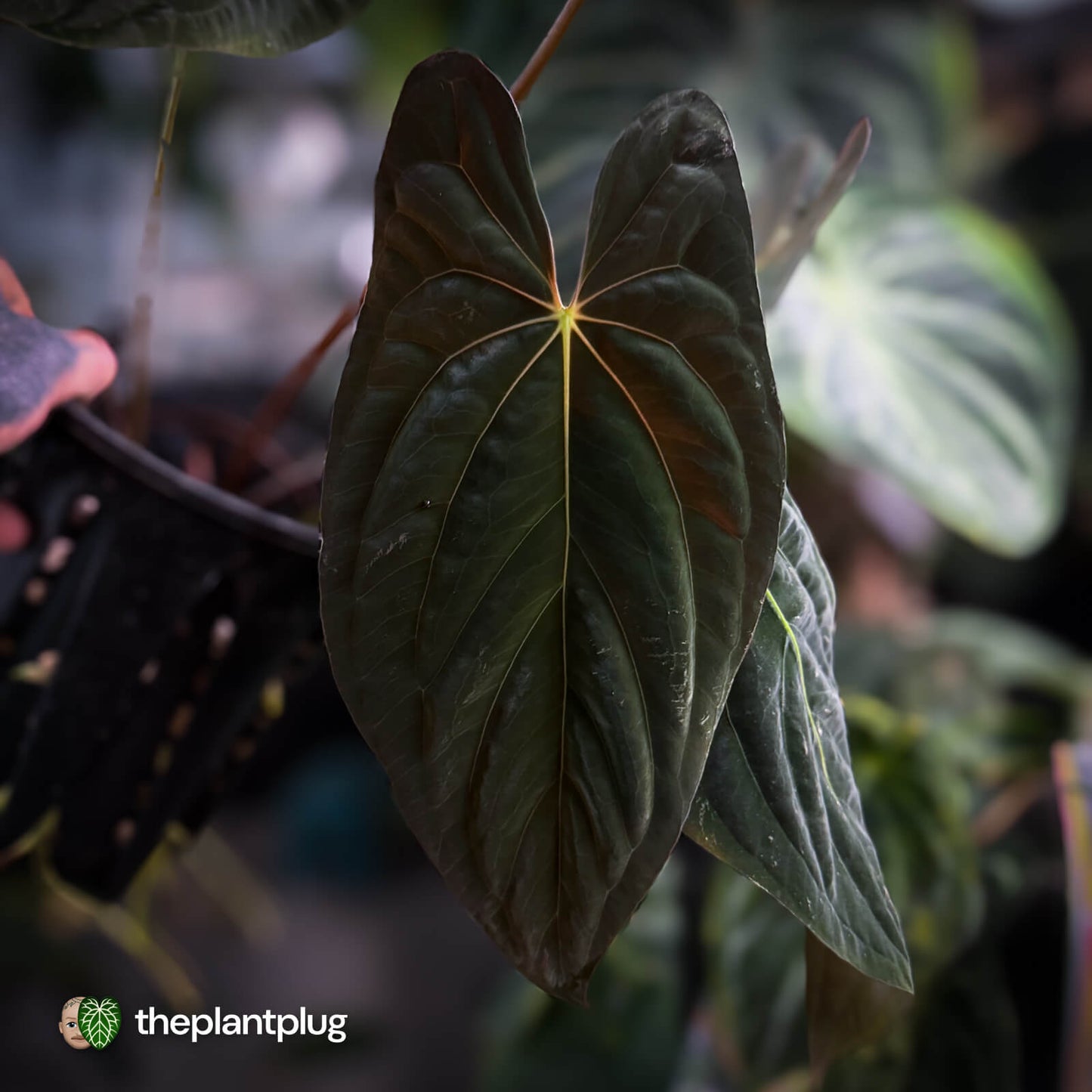Anthurium papillilaminum 'MDB' x 'RA8' • select clone