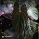 Anthurium papillilaminum 'MDB' x 'RA8' • select clone