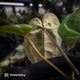 Anthurium 'Michelle' x 'Black Widow'