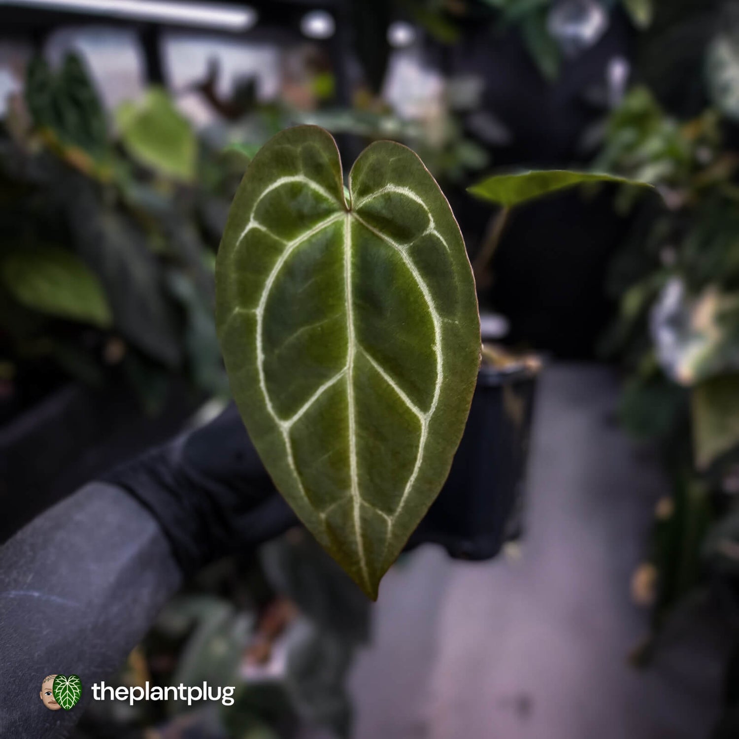 Anthurium 'Michelle' x 'Black Widow'