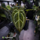 Anthurium 'Michelle' x 'Black Widow'