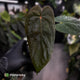 Anthurium antolakii ('Round' x 'RA1') x 'Midnight Velvet'