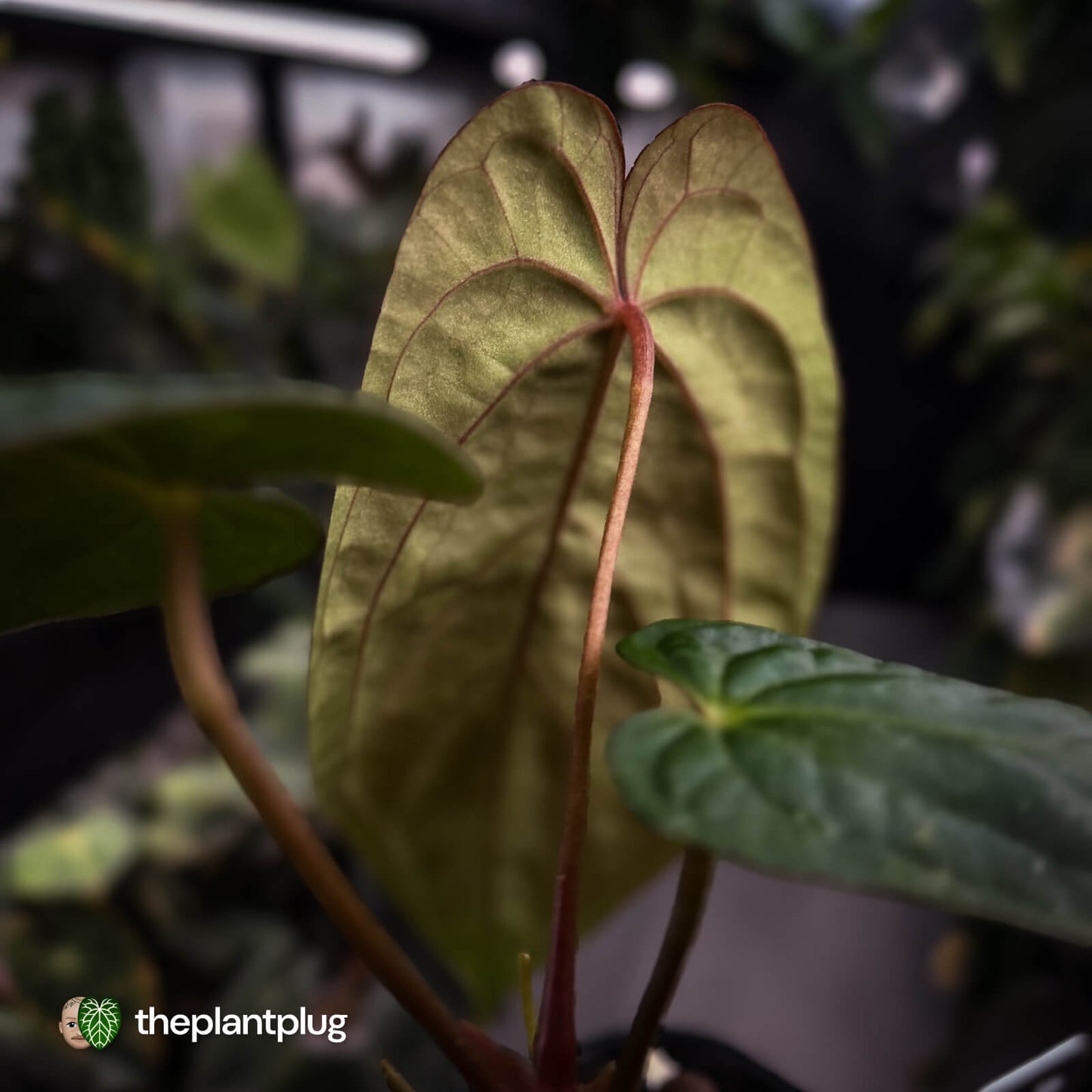 Anthurium antolakii ('Round' x 'RA1') x 'Midnight Velvet'