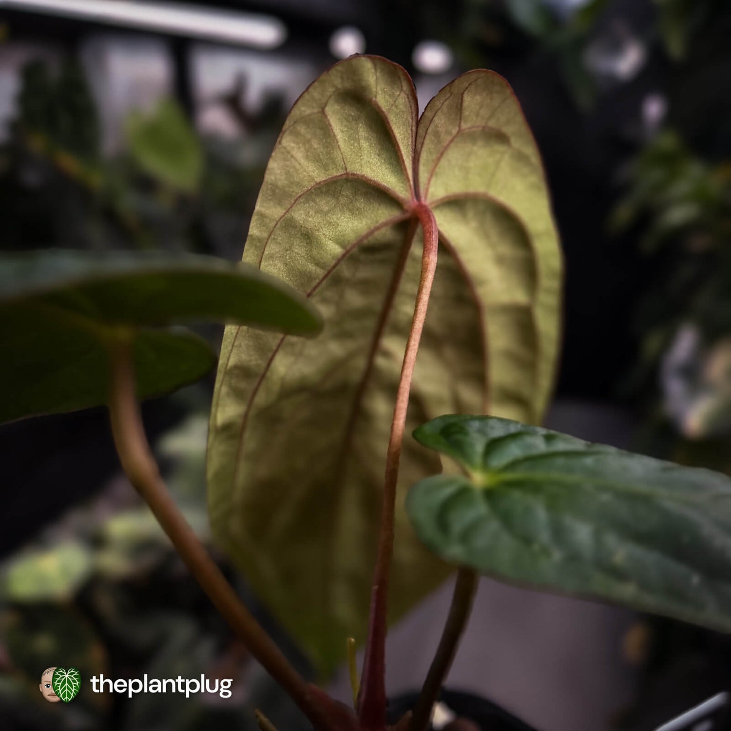 Anthurium antolakii ('Round' x 'RA1') x 'Midnight Velvet'