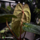 Anthurium antolakii ('Round' x 'RA1') x 'Midnight Velvet'