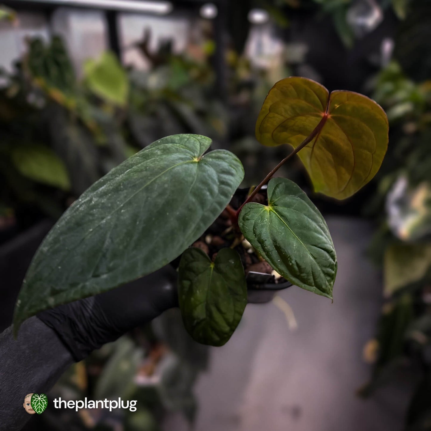 Anthurium antolakii ('Round' x 'RA1') x 'Midnight Velvet'