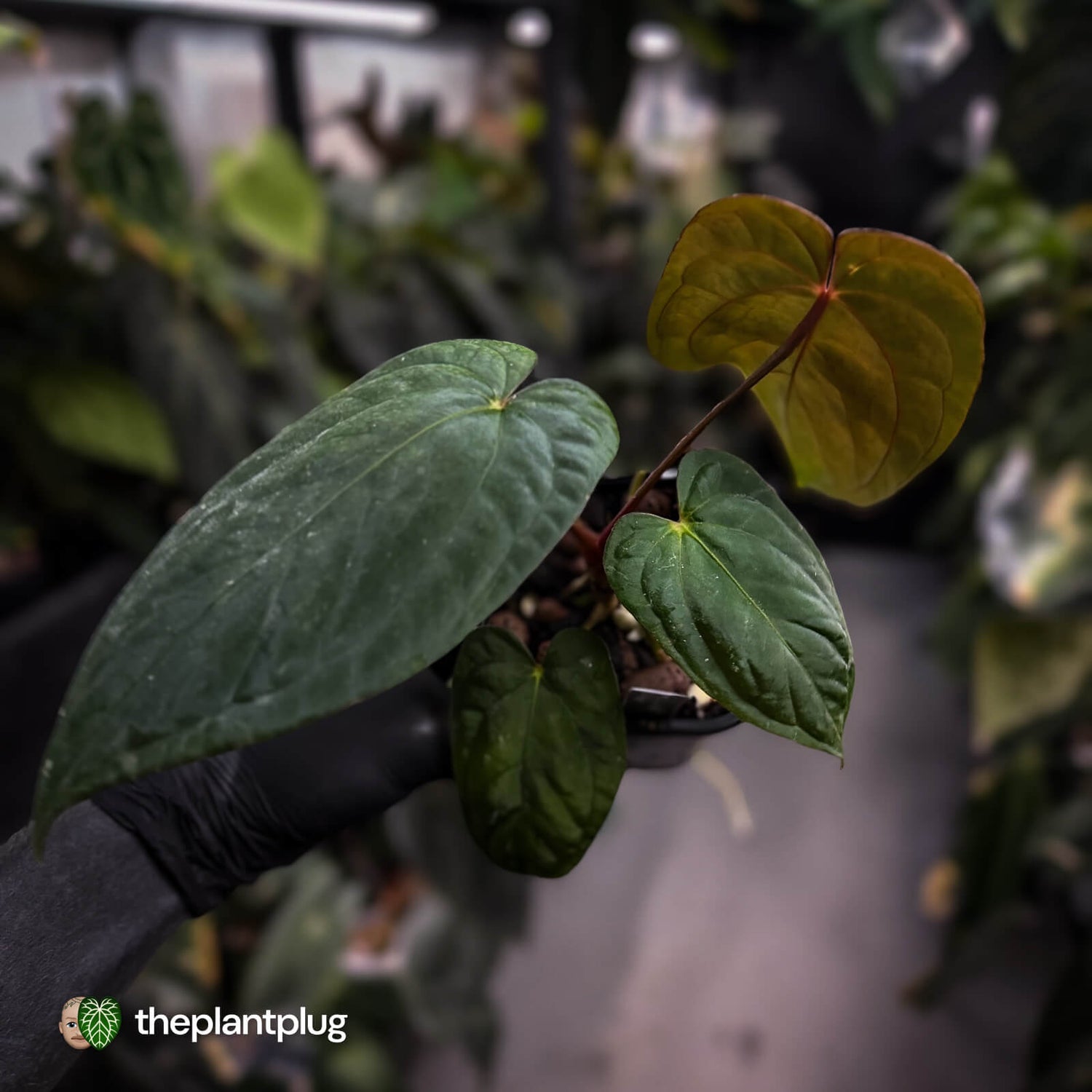 Anthurium antolakii ('Round' x 'RA1') x 'Midnight Velvet'