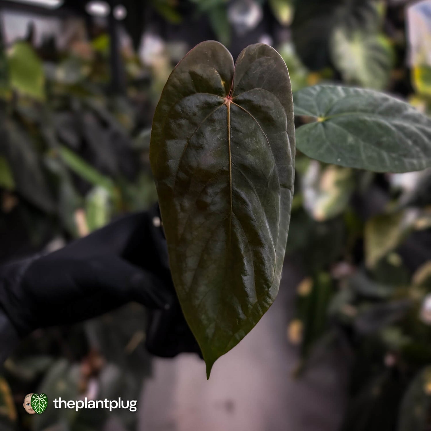 Anthurium antolakii ('Round' x 'RA1') x 'Midnight Velvet'