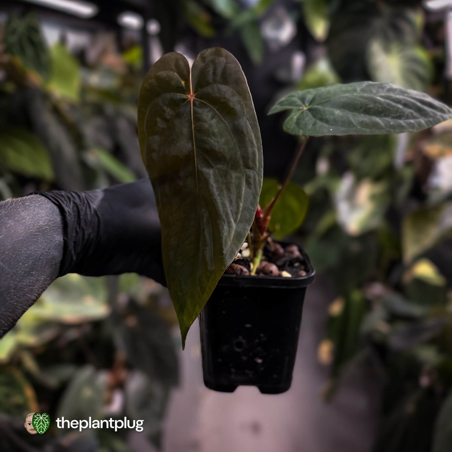 Anthurium antolakii ('Round' x 'RA1') x 'Midnight Velvet'