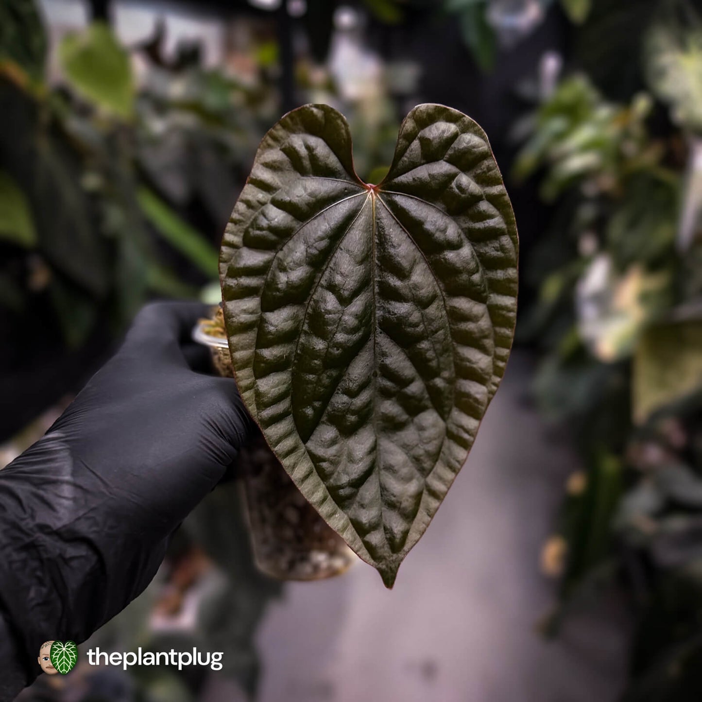 Anthurium 'Magma' • select clone