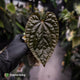 Anthurium 'Magma' • select clone