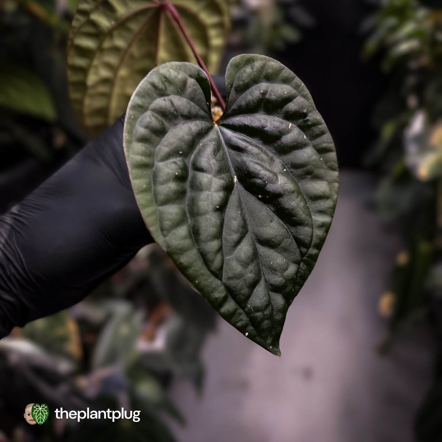 Anthurium 'Magma' • select clone