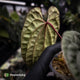 Anthurium 'Magma' • select clone