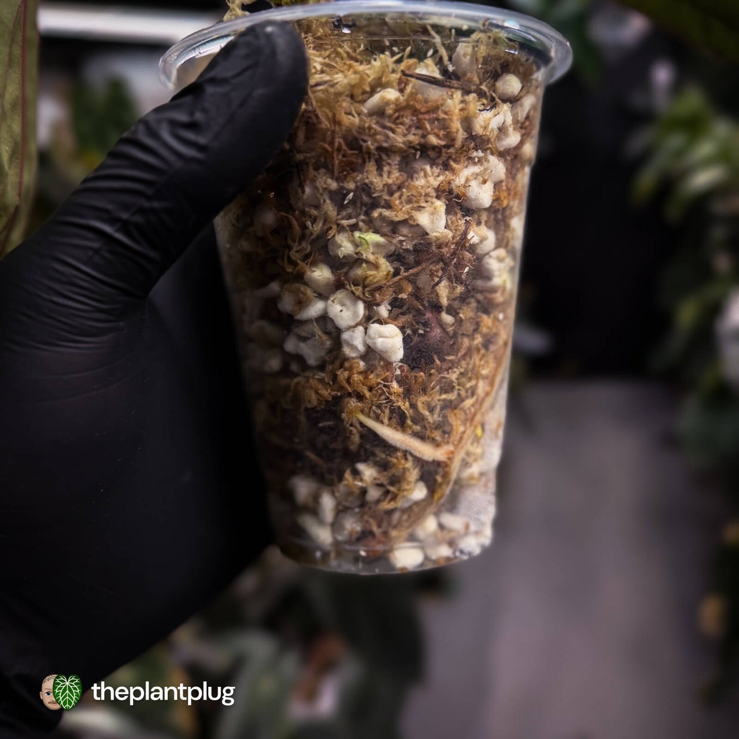 Anthurium 'Magma' • select clone