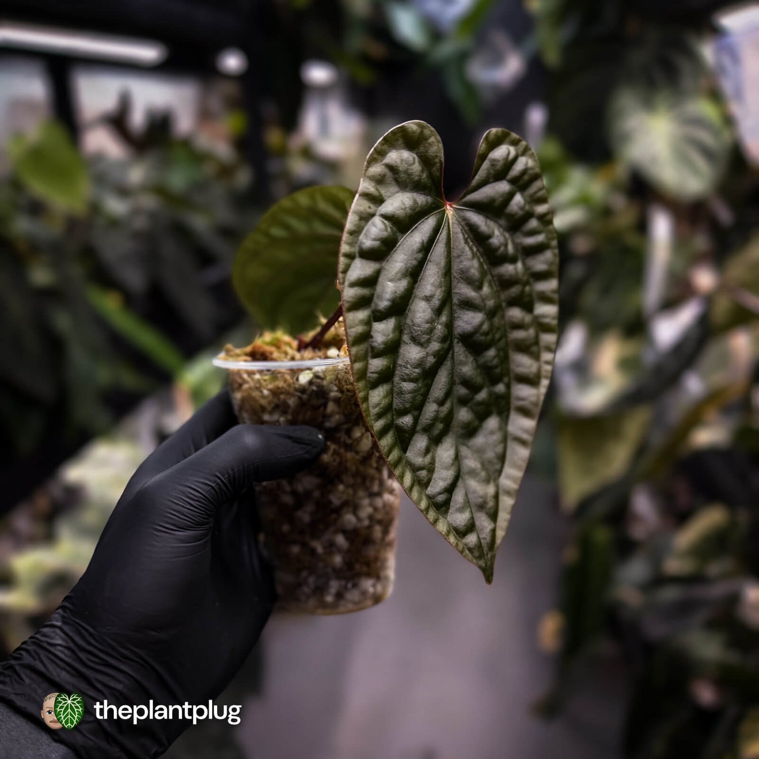 Anthurium 'Magma' • select clone