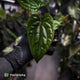 Anthurium 'Deadpool' x luxurians