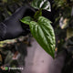 Anthurium 'Deadpool' x luxurians