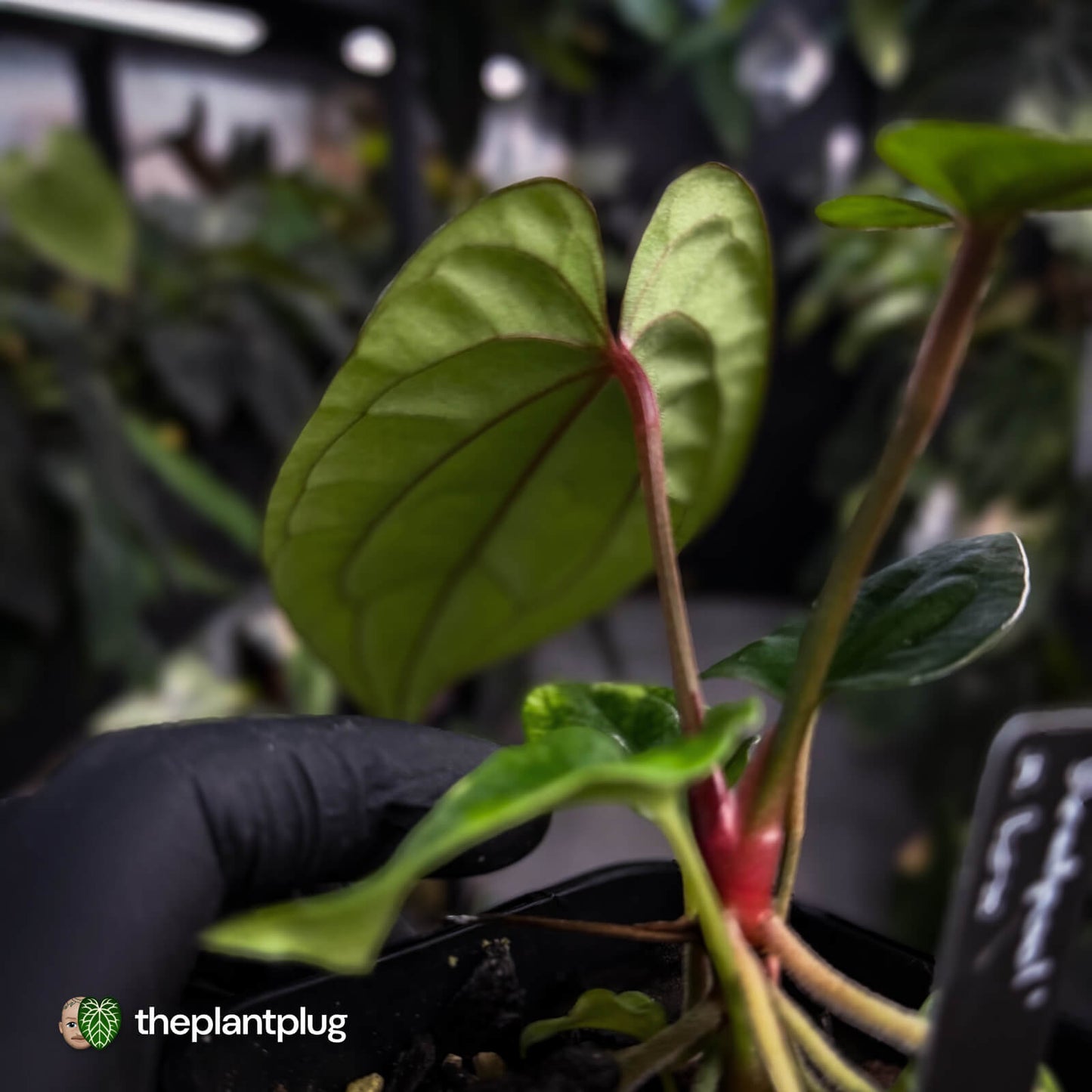Anthurium 'Deadpool' x luxurians