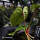 Anthurium 'Deadpool' x luxurians