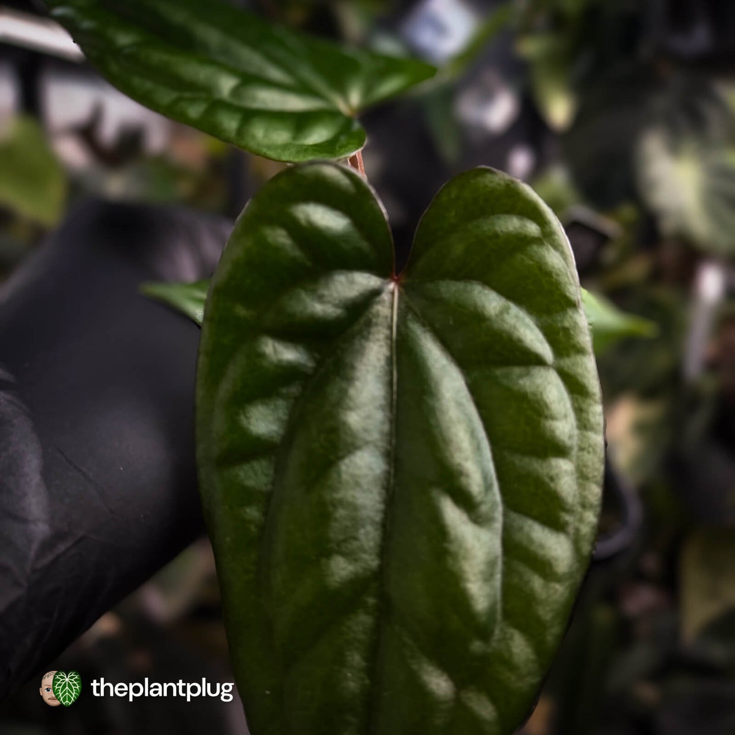 Anthurium 'Deadpool' x luxurians