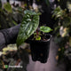 Anthurium 'Deadpool' x luxurians