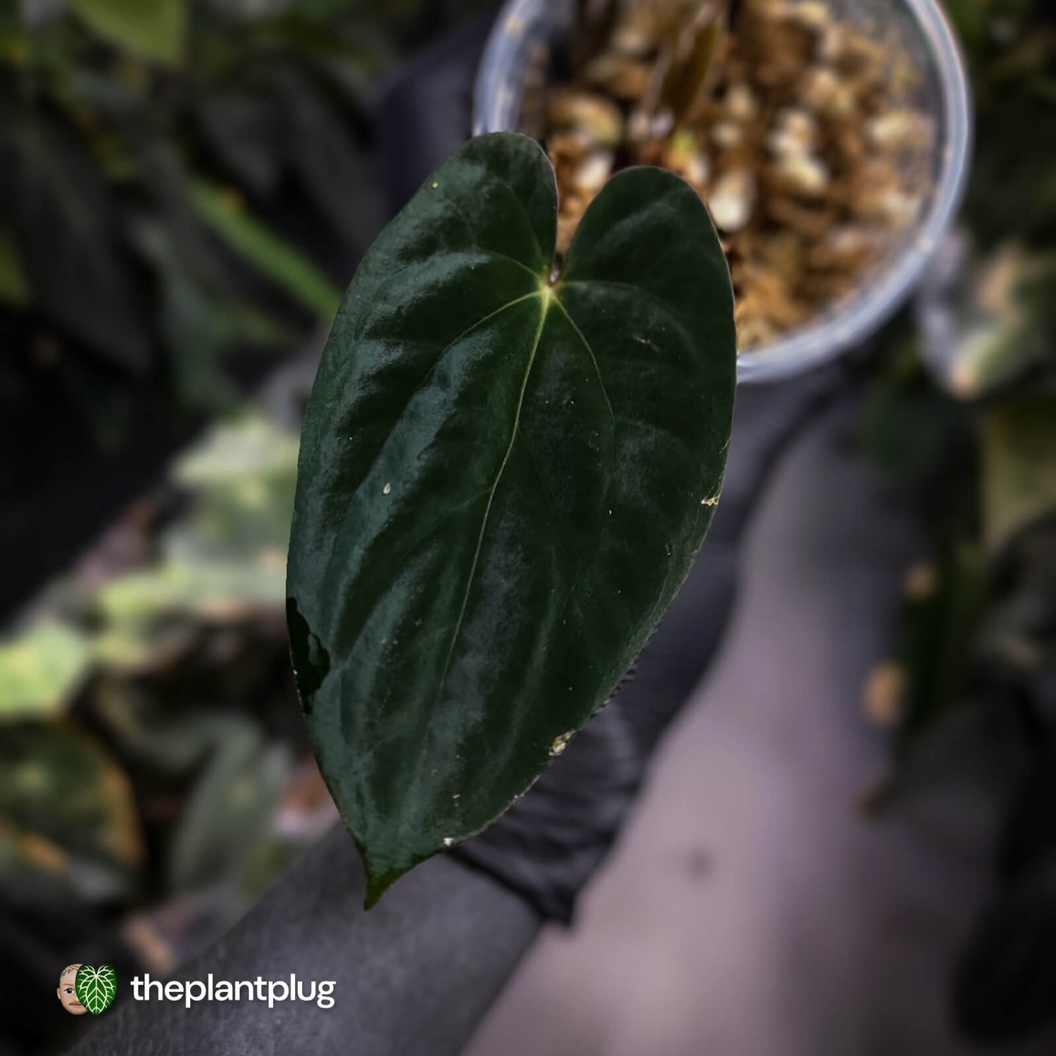 Anthurium papillilaminum 'MDB' x 'RA8' • select clone