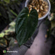 Anthurium papillilaminum 'MDB' x 'RA8' • select clone