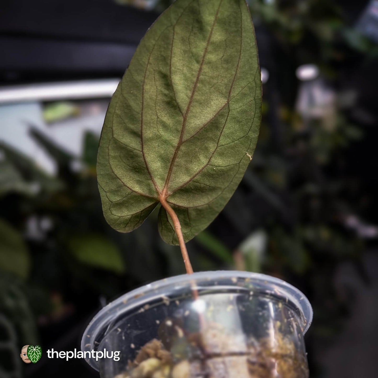 Anthurium papillilaminum 'MDB' x 'RA8' • select clone