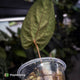 Anthurium papillilaminum 'MDB' x 'RA8' • select clone