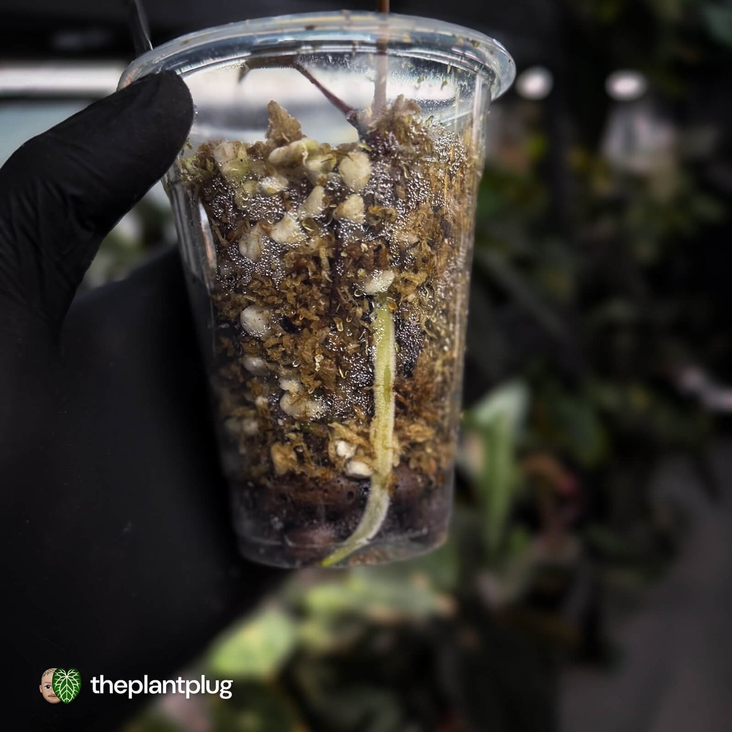 Anthurium papillilaminum 'MDB' x 'RA8' • select clone