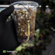 Anthurium papillilaminum 'MDB' x 'RA8' • select clone