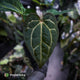 Anthurium carlablackiae x ('Black Widow' x 'Michelle') • select