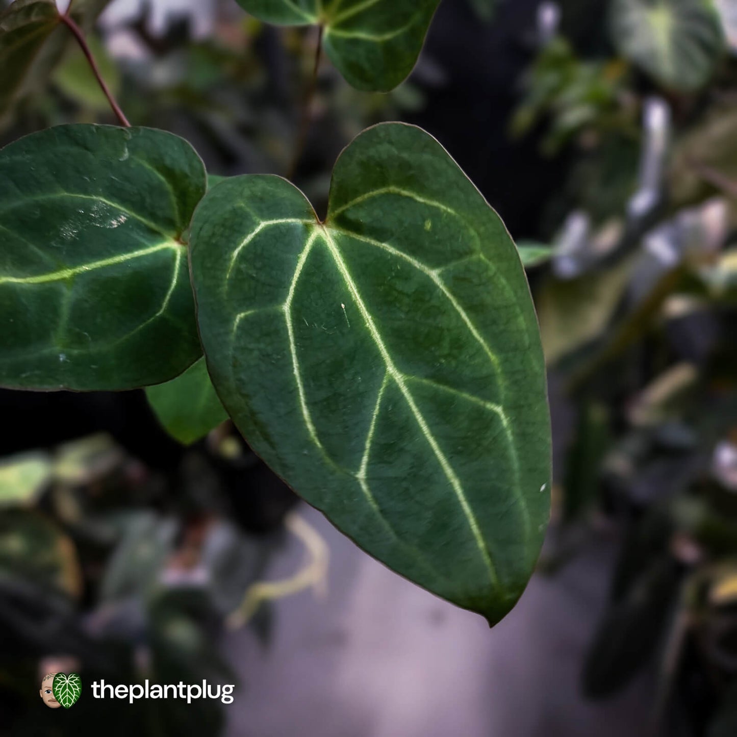 Anthurium carlablackiae x ('Black Widow' x 'Michelle') • select