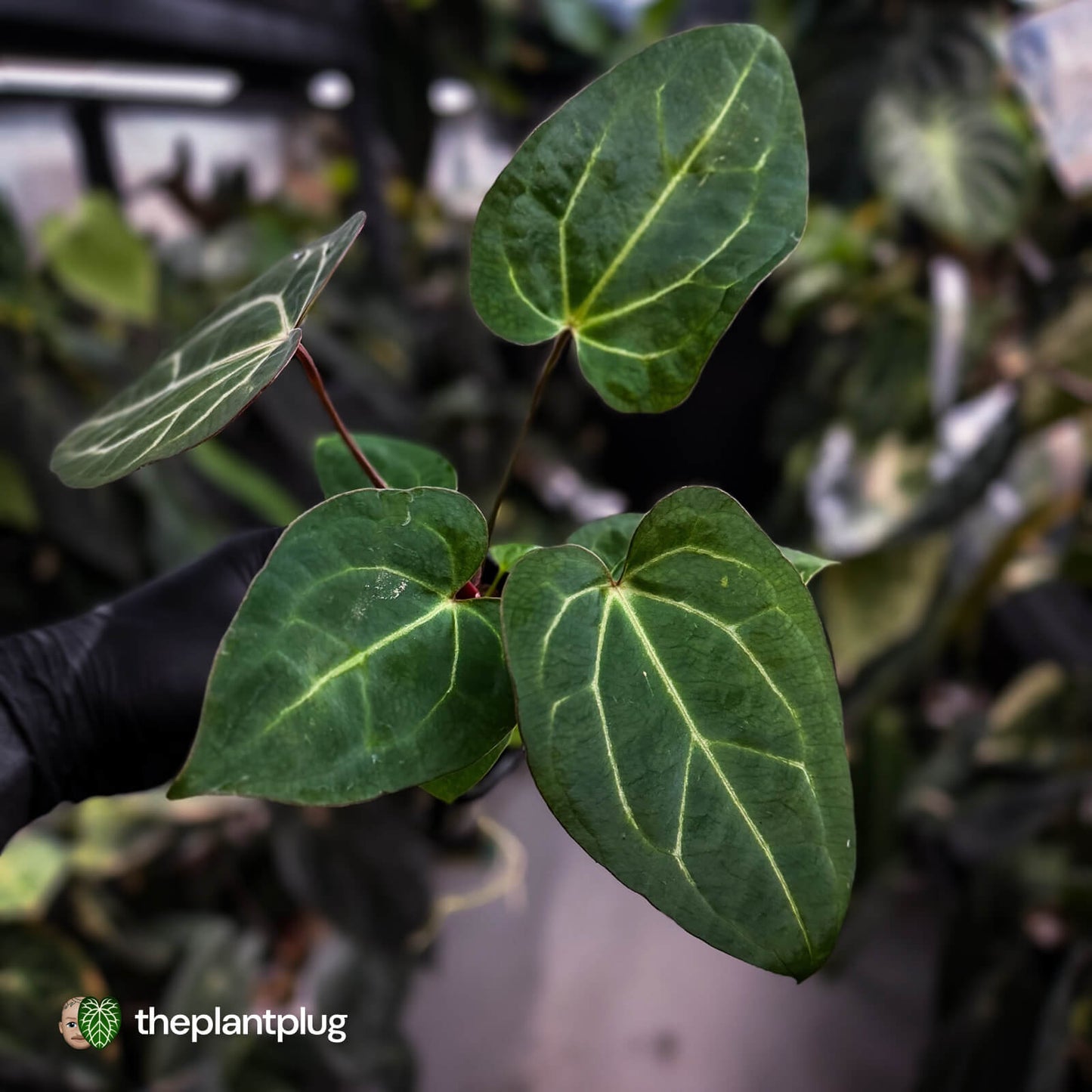 Anthurium carlablackiae x ('Black Widow' x 'Michelle') • select