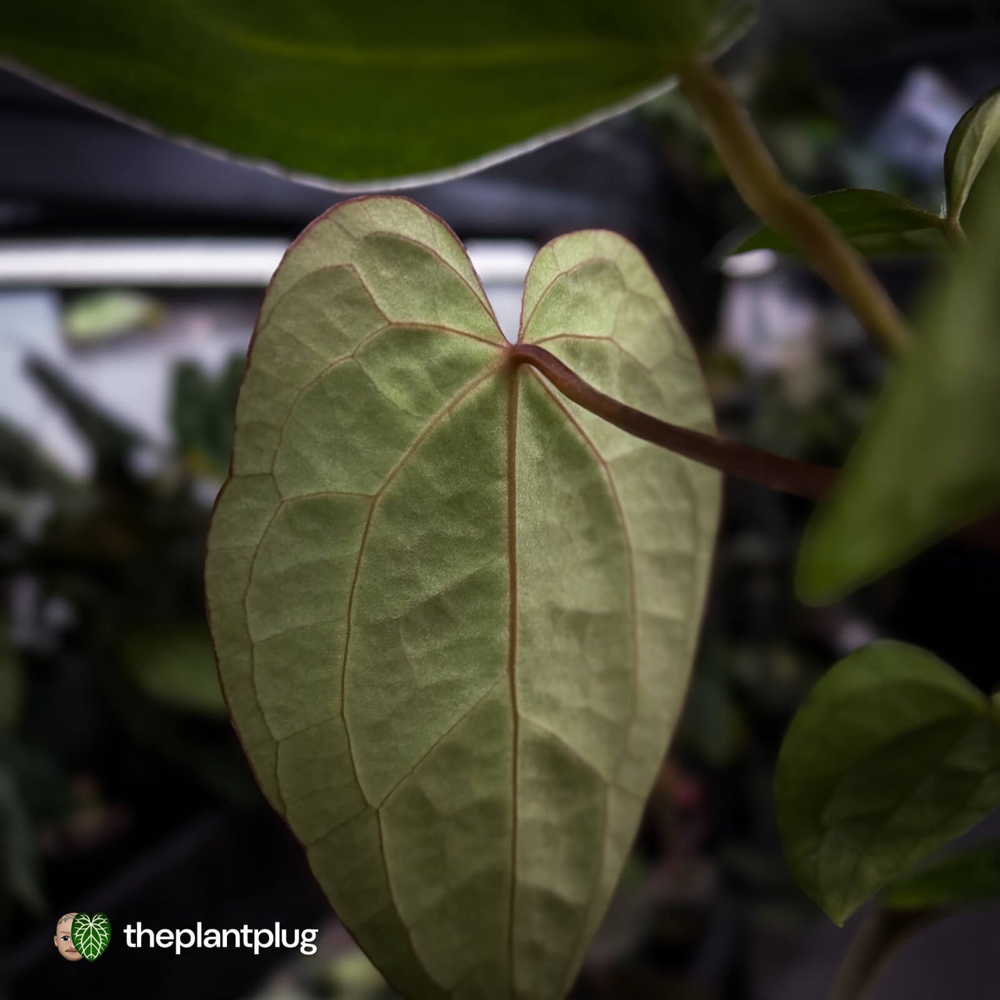Anthurium carlablackiae x ('Black Widow' x 'Michelle') • select