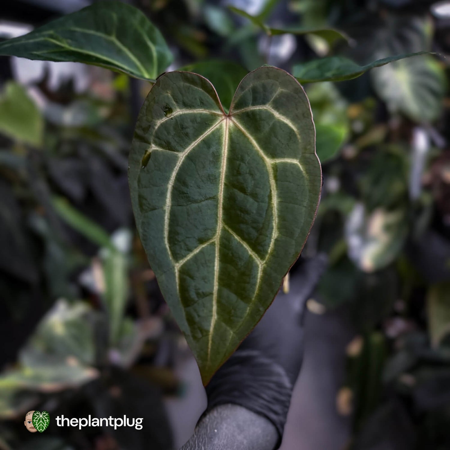 Anthurium carlablackiae x ('Black Widow' x 'Michelle') • select