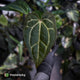 Anthurium carlablackiae x ('Black Widow' x 'Michelle') • select