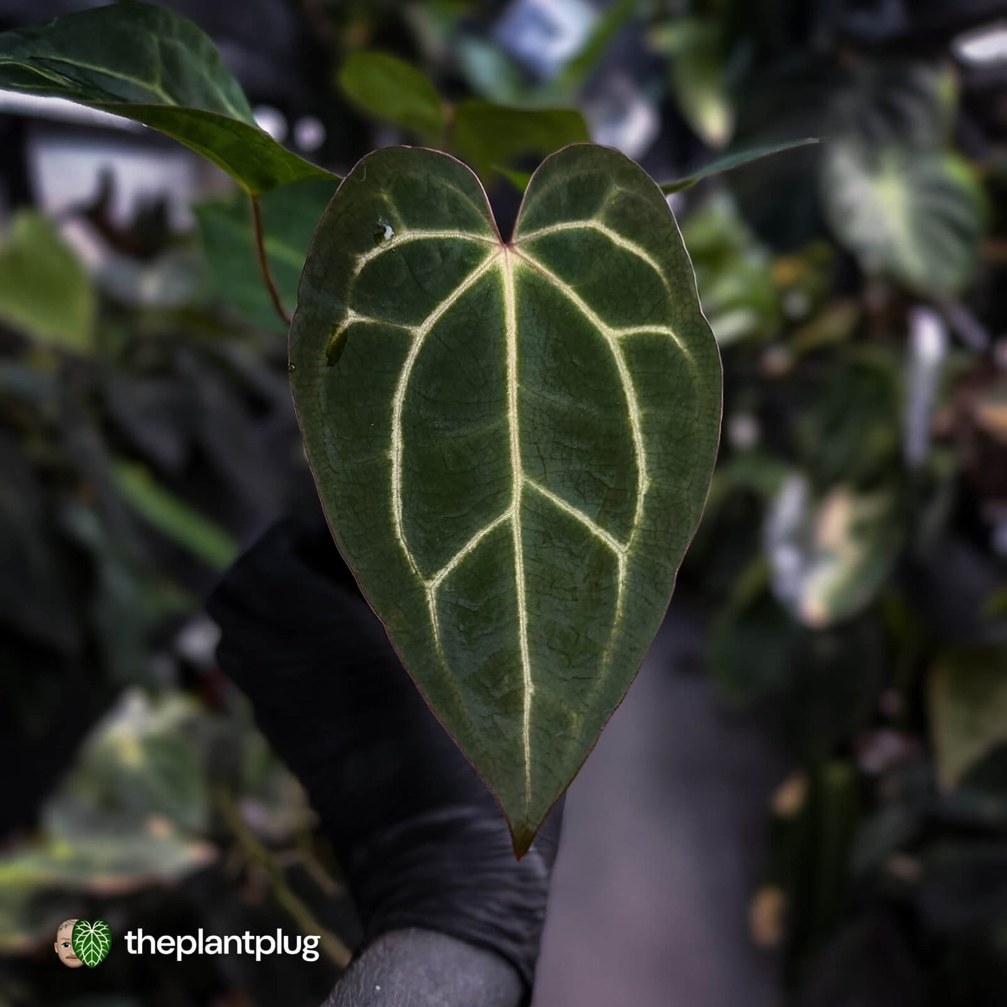 Anthurium carlablackiae x ('Black Widow' x 'Michelle') • select