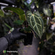 Anthurium carlablackiae x ('Black Widow' x 'Michelle') • select